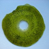 Green Record