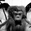 Monkey Wings