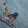 Rofous-sided Towhee