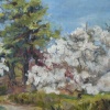 Star Magnolias in Ault Park