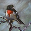 Rose-breasted Grosbeak
