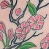Cherry Blossoms