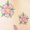 Cherry Blossoms