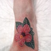 Hibiscus