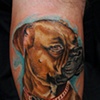 Roxy the boxer