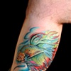 Siamese fighting fish (Beta)
