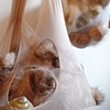 Nests