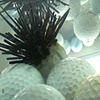 Urchin Ball