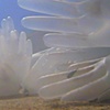 Anenome