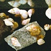 Snails