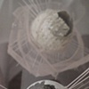 The Radiolarian Project