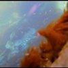 Krill