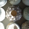Urchin