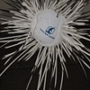 The Radiolarian Project