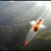 Ascension