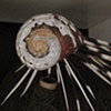 The Radiolarian Project
