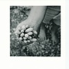 Flowers, Ennua Manu, 1999