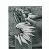 Fish, Flores, Indonesia, 1998