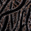 Talewhips (Detail)
