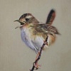 Sedge Wren