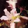 Naked Lady Lily