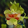 Orchids (#717)