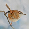 Carolina Wren