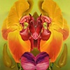 Flora & Fauna