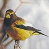 Evening Grosbeak
