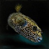 Dog-faced Boxfish