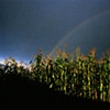 God's Promise
