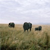 Elephants