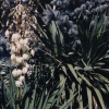 Flowerbush