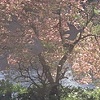 Joel 1978, Pink Dogwood