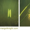 Lily Triptych