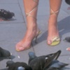 Pigeons