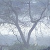 Joel 1978, Mist