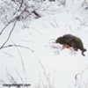 Snow 1