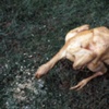 Chicken Feeding