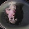 Sur face (grease)