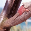 Muscle Tree