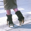 Dog Shoes