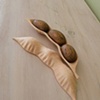 Soybean Pod