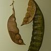 'Legumes Drying'