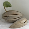 'Sprouting Pod'