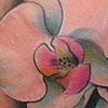 orchid
