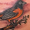 small oriole