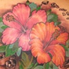 hibiscus
