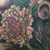 framed owl