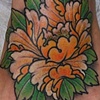 kentucky convention peony